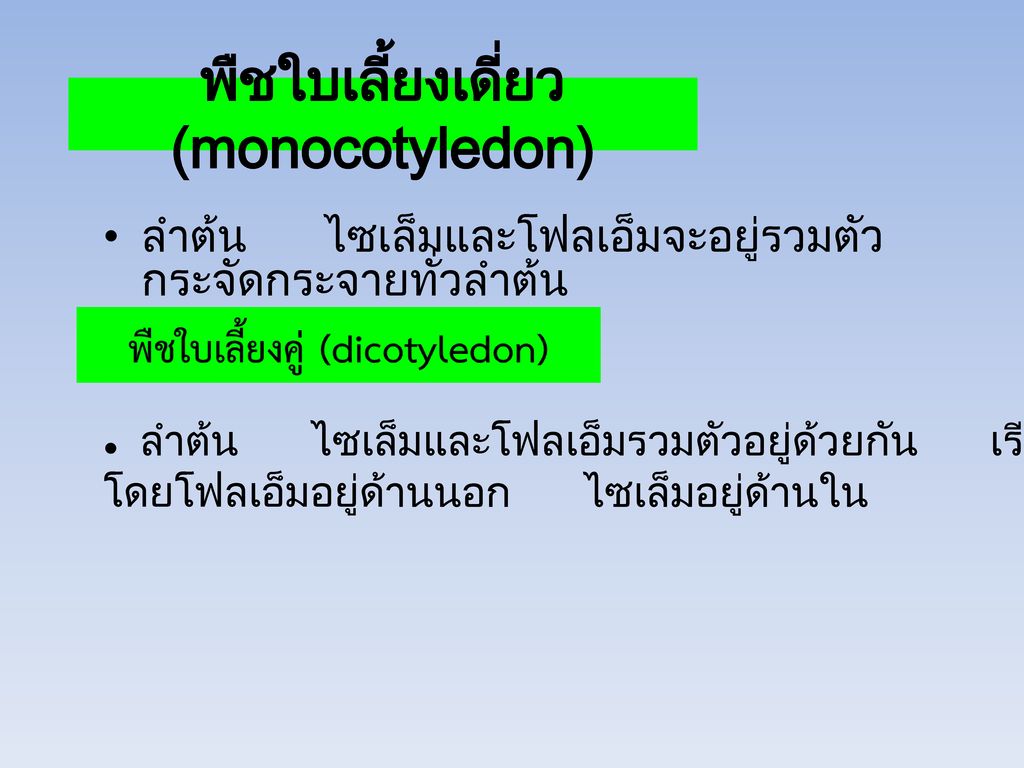 พืชใบเลี้ยงเดี่ยว (monocotyledon)