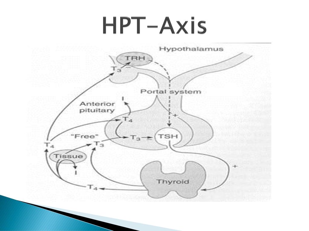 HPT-Axis