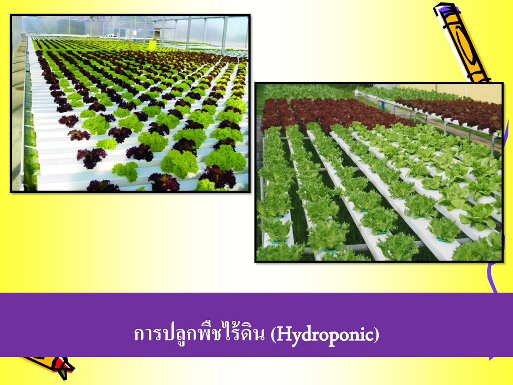 การปลูกพืชไร้ดิน (Hydroponic)