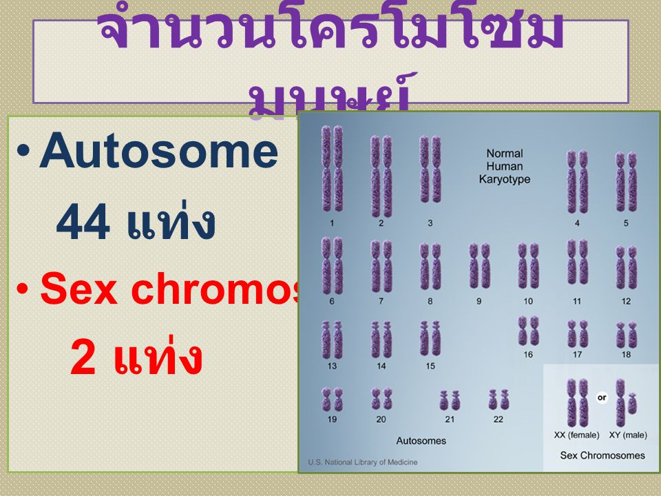 จำนวนโครโมโซมมนุษย์ Autosome 44 แท่ง Sex chromosome 2 แท่ง