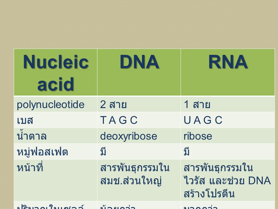 Nucleic acid DNA RNA polynucleotide 2 สาย 1 สาย เบส T A G C U A G C