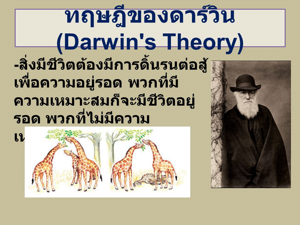 ทฤษฎีของดาร์วิน (Darwin s Theory)