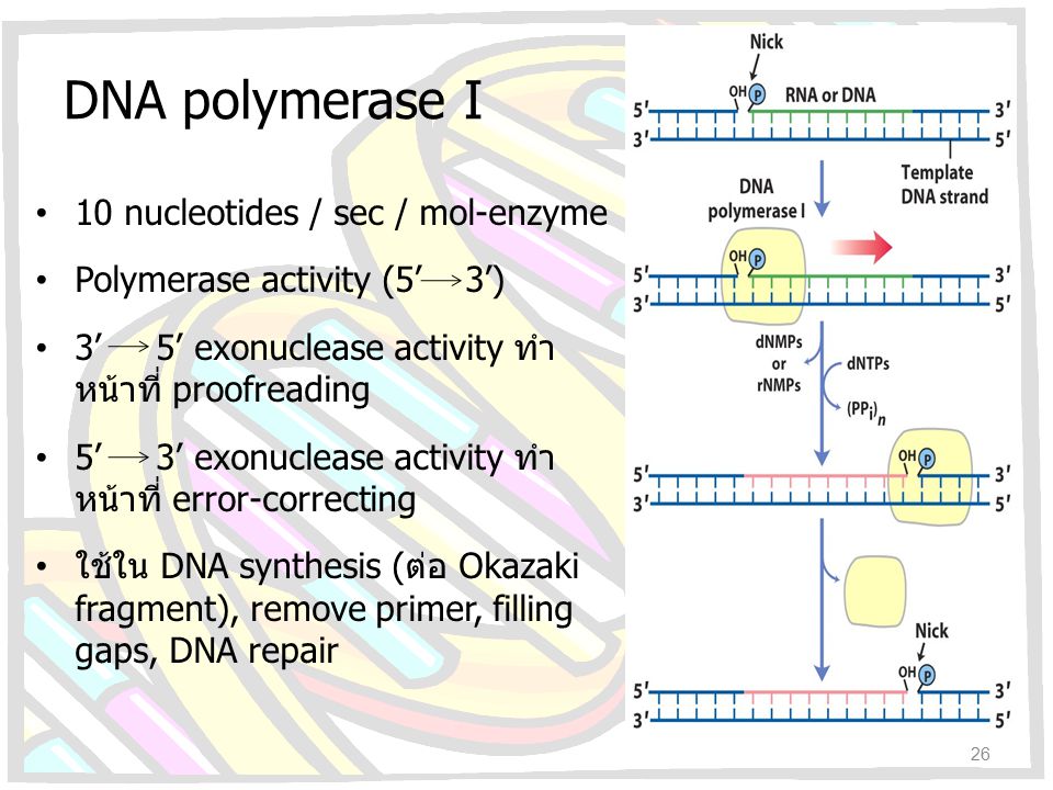 Dna Synthesis And Repair Ppt à¸