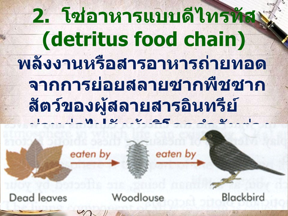 2. โซ่อาหารแบบดีไทรทัส (detritus food chain)