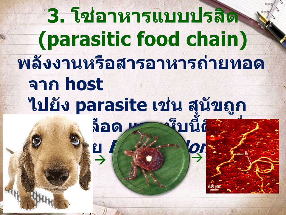 3. โซ่อาหารแบบปรสิต (parasitic food chain)