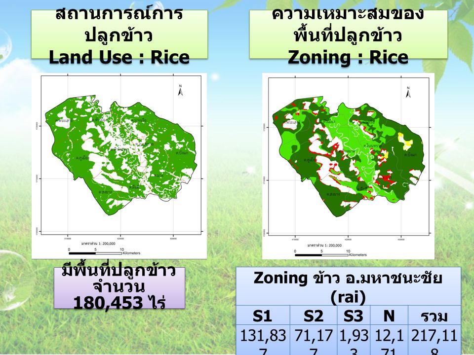 สถานการณ์การปลูกข้าว Land Use : Rice