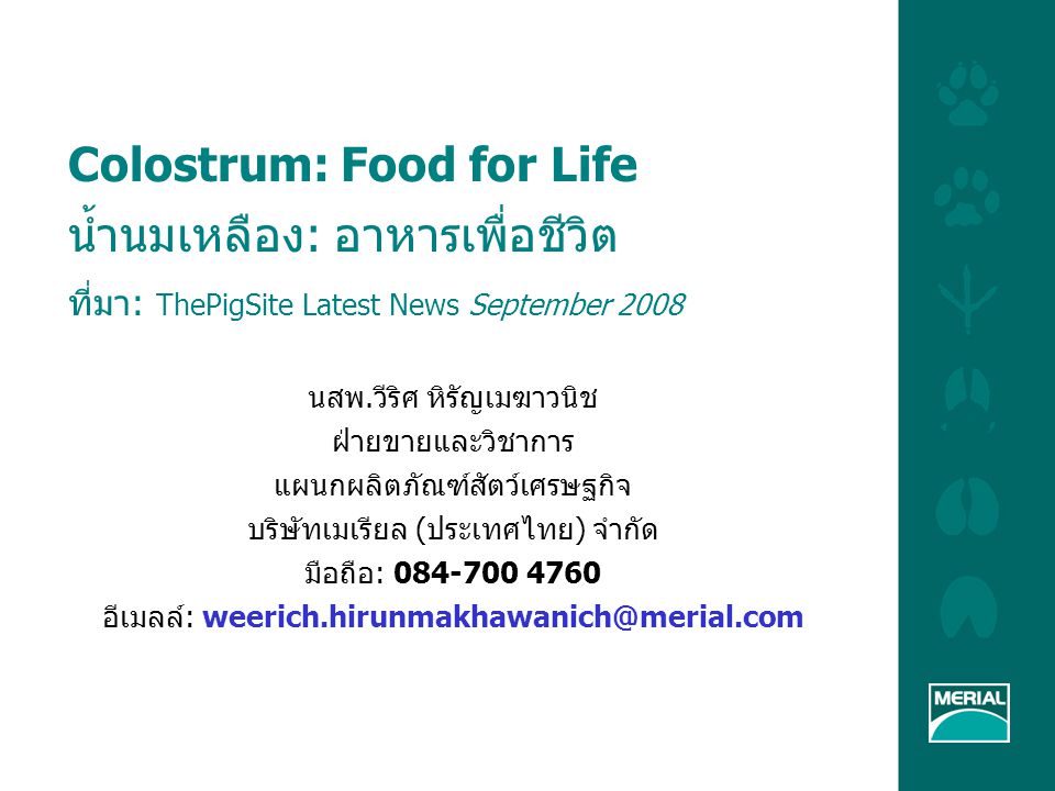 Colostrum: Food for Life น้ำนมเหลือง: อาหารเพื่อชีวิต ที่มา: ThePigSite Latest News September 2008