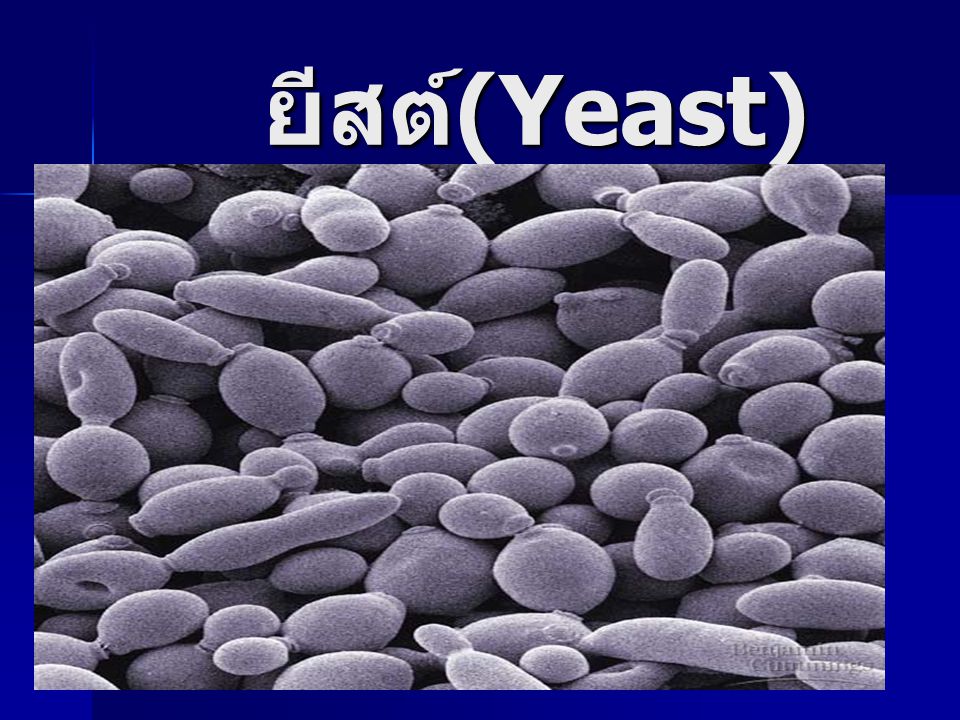 ยีสต์(Yeast)
