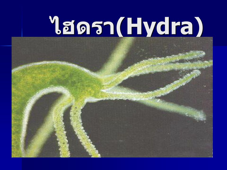 ไฮดรา(Hydra)