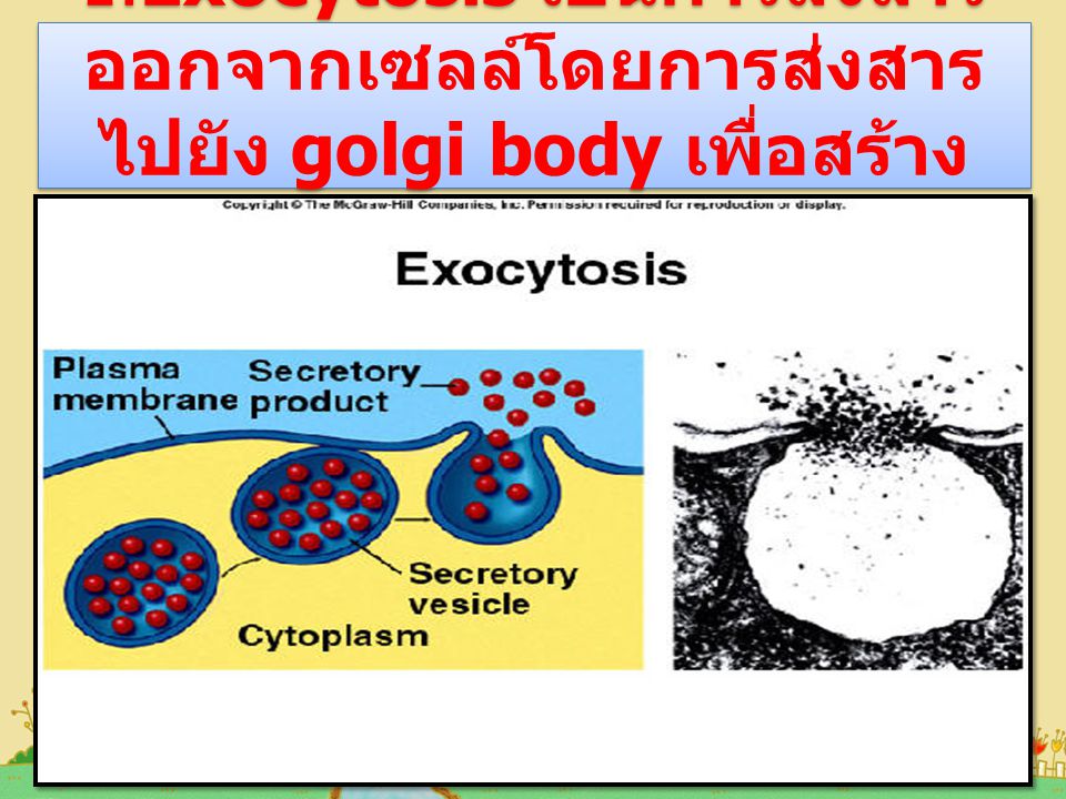 1.Exocytosis เป็นการส่งสารออกจากเซลล์โดยการส่งสารไปยัง golgi body เพื่อสร้างเป็น versicle